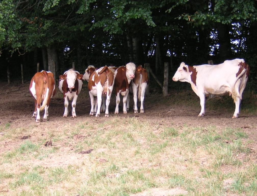 Gite Les Hirondelles Plombieres-les-Bains Bagian luar foto